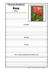Pflanzensteckbrief-Rose.pdf